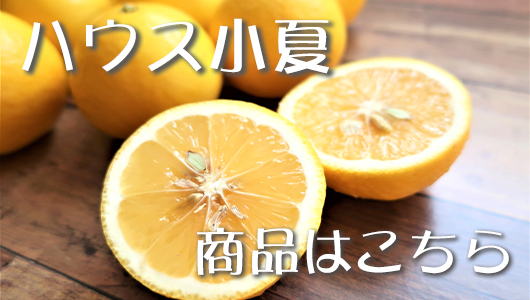 小夏