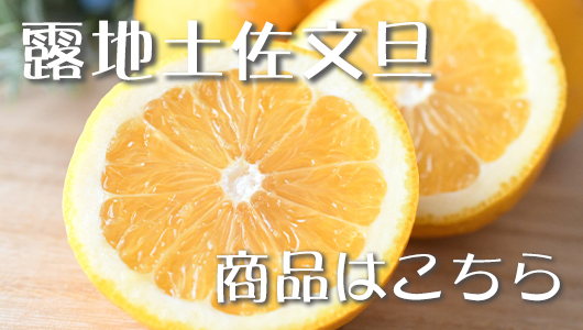 路地土佐文旦