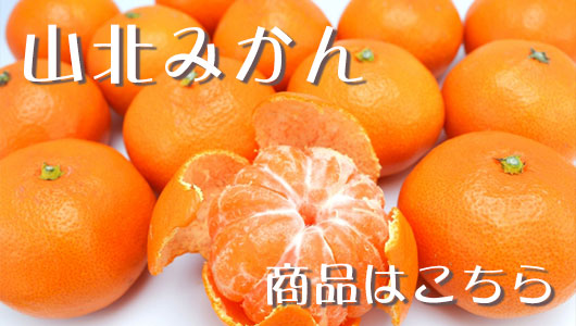 山北みかん
